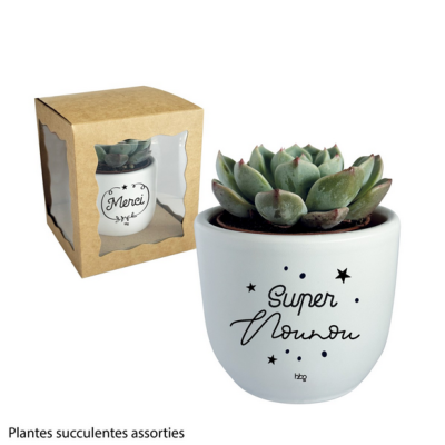 Pot plante succulente - Super nounou